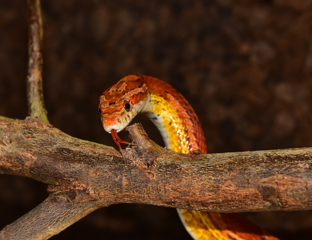 Red snake is looking for dinner