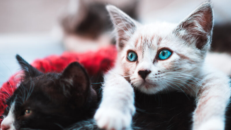 Wild cat giving a nice pose for shot