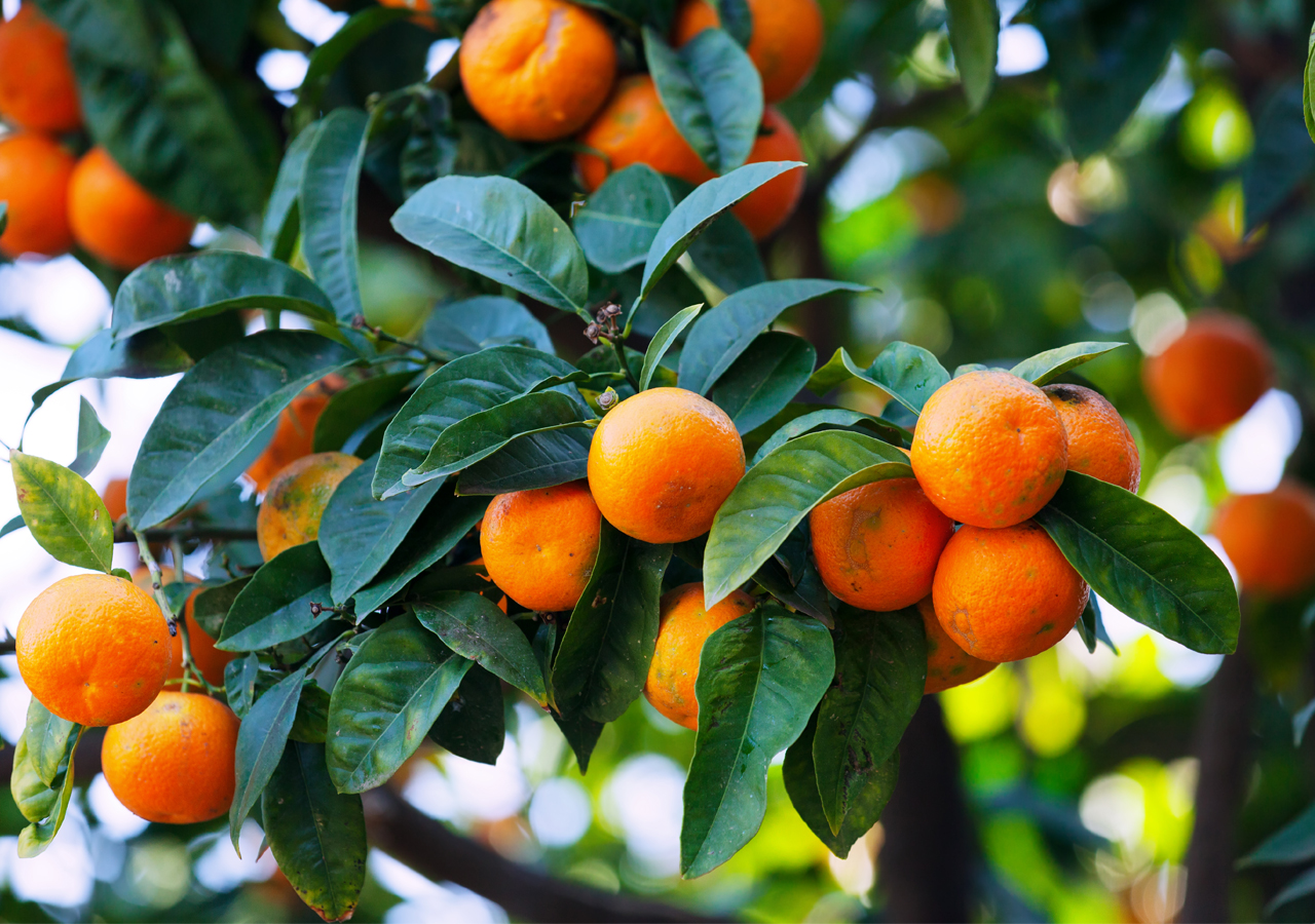 Oranges on the summer seasons