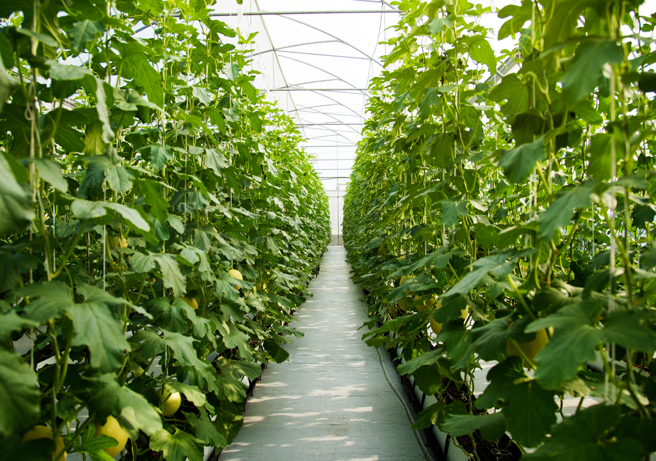 Huge vegetables line on the field