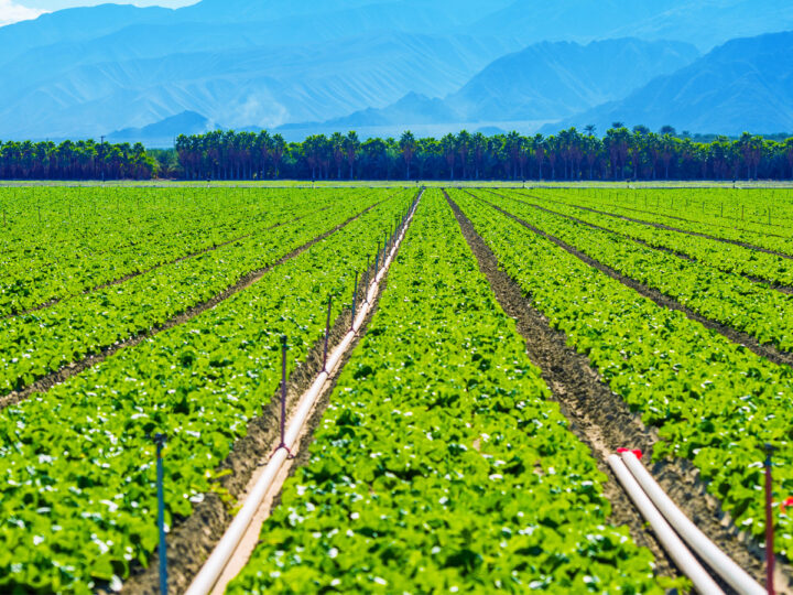 Big agricultural field on the rows