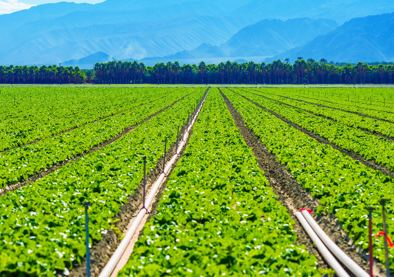 Big agricultural field on the rows