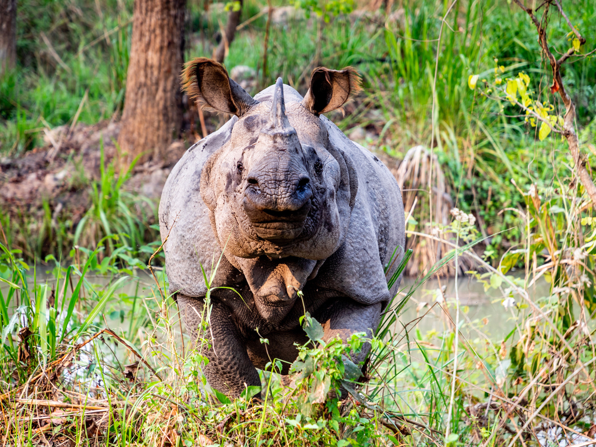 One horn rhino is looking at me