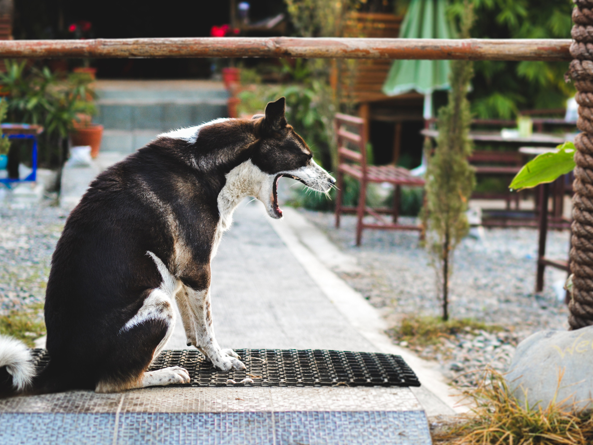 Dog is feeling asleep in morning